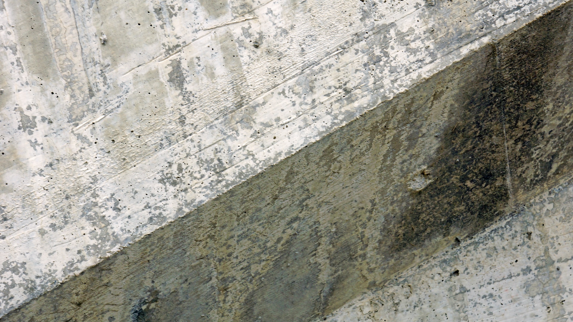 mold growth